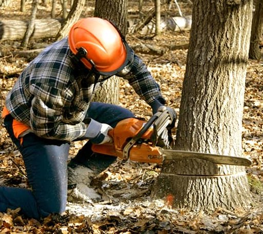 Tree Removal in Rural Ridge, PA